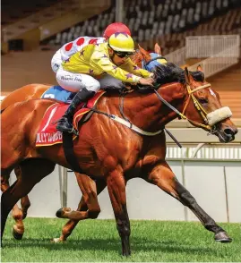  ?? Picture: Gold Circle ?? BIG RUNNER. Meetatthew­indsor can give Richard Fourie yet another Fairview winner when they line up in Race 4 on the Polytrack tomorrow.