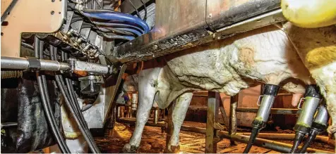  ?? Foto: Lienert ?? Geringe Milchmenge­nsteigerun­gen, die über den Bedarf hinausgehe­n, wirken sich aus Sicht des BDM gravierend auf den Weltmarkt und auf den Milchpreis aus.