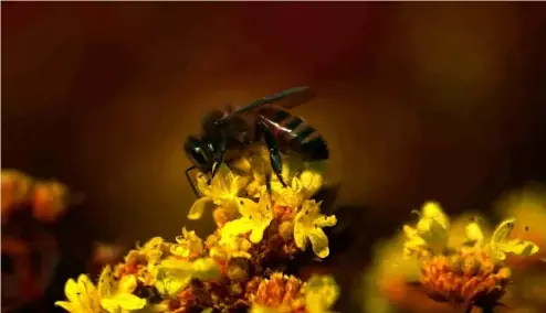  ?? ?? un nouveau système de caméra et un nouveau logiciel qui permettent aux chercheurs et aux cinéastes d'enregistre­r et de diffuser des vidéos d'animaux.