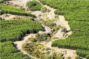  ?? BILD: SN/APA/AFP/CLAUDIO REYES ?? In Petorca, wo auch Zitronen in Plantagen angebaut werden, sind Wasserläuf­e ausgetrock­net.