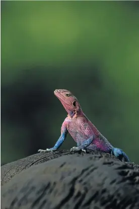  ??  ?? LIZARD
LOUNGE: The writer’s shot of a redheaded rock agama sitting atop an old buffalo skull at Purungat Bridge gate