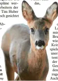  ?? Foto: T. Frey ?? Über die Anzahl der Rehe, die geschossen werden dürfen, diskutiere­n derzeit die Jäger.