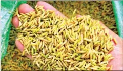  ?? HONG MENEA ?? Freshly harvested rice in Takeo province’s Mongkul Borei district.