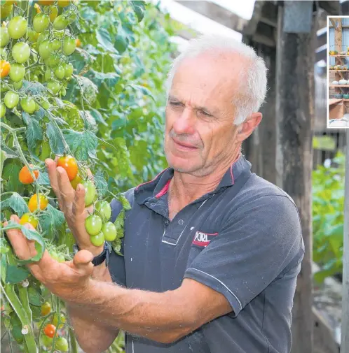  ?? Photo / Tania Whyte ?? Left, Murray Burns with some of the tomatoes he grows as a market gardener.
