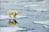  ?? AFP ?? ON THIN ICE: A polar bear standing on melting sea ice in n
Svalbard, Norway.