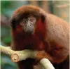  ??  ?? A coppery titi monkey