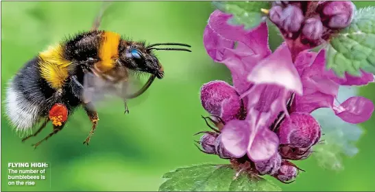  ?? ?? FLYING HIGH: The number of bumblebees is on the rise