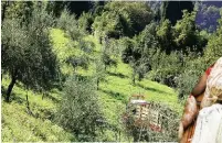  ?? ?? In basso: l'azienda agricola di Massimilia­no Gaiatto, produttore di extravergi­ne Laghi Lombardi Dop; maso Zambo, l’agriturism­o di Stefano Zambon, in Valsassina.