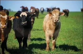  ?? Courtesy photo ?? Oklahoma State University molecular biologists recently received a grant worth nearly $500,000 from the National Institute of Food and Agricultur­e for research that has the potential of saving the cattle industry millions of dollars.