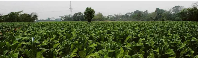  ?? Fotos Fábio Zanini/Folhapress ?? Plantação de tabaco no Paraguai; maior parte da produção é contraband­eada para o Brasil