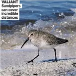  ?? ?? VALIANT Sandpipers can cover incredible distances