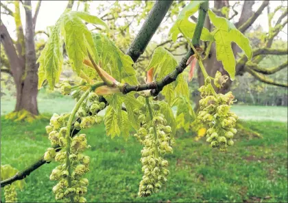  ?? DEAN FOSDICK VIA AP ?? Blooms on a big leaf maple tree near Langley, Wash. Maples are one of the early sources of floral nectar and pollen.