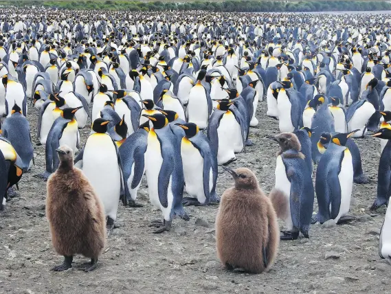  ?? PHOTOS: DAPHNE BRAMHAM ?? These king penguin chicks on South Georgia island in the southern Atlantic Ocean have shaggy brown plumage they shed before they get into the water for the first time. If they fall in before that, they tend to drown because their feathers aren’t water...