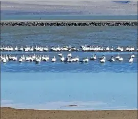  ?? Photo courtesy of Friends of the Inyo ?? The abundant water still in Owens Lake augurs well for Friends of the Inyo’s Owens Lake Bird Festival, coming up April 19-21 in Lone Pine. Photo courtesy of Friends of the Inyo.