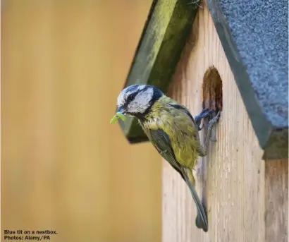  ?? ?? Blue tit on a nestbox. Photos: Alamy/PA