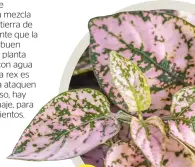 1. Begonia Rex - PressReader