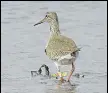  ?? ALEXEY EBEL ?? Common Redshank: tagged in Navi, found in Russia.