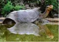  ?? Parque Nacional Galápagos/Xinhua ?? Diego, que ajudou a salvar sua espécie