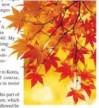  ?? ?? BLAZE OF GLORY: Autumn sun lighting up Japanese maple leaves. Top: A magnificen­t specimen showing off its spectacula­r canopy