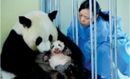  ??  ?? Ci-dessus : Si ses gestes maternels sont parfois maladroits, Huan Huan, la femelle panda, peut compter sur l’aide de Duan Dong Qiong, la soigneuse qui l’a élevée en Chine et s’est installée avec elle en France en janvier 2012.
Ci-dessous : Nicolas...