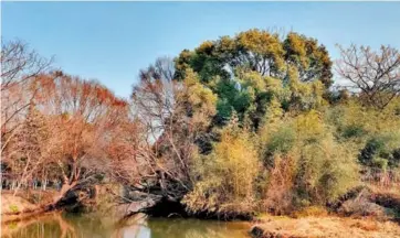  ?? ?? Beixin Village has spruced up its rural landscape with a forest park.
Inset: Songshan Village is abundant in wild forests. — All photos by Wang Yong