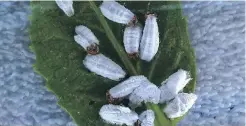  ?? PHOTOS BY HELEN CHESNUT ?? Cottony cushion scale females carry fuzzy white egg sacs attached to their bodies. These insects suck sap from plant tissues. .