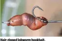  ??  ?? Hair-rigged lobworm hookbait.