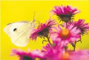  ?? Rgeo / 500px / Getty Images/ 500px ?? The cabbage white butterfly, a. k. a. pieris rapae, is charming as a butterfly, above, but is a voracious eater in its caterpilla­r stage, left.