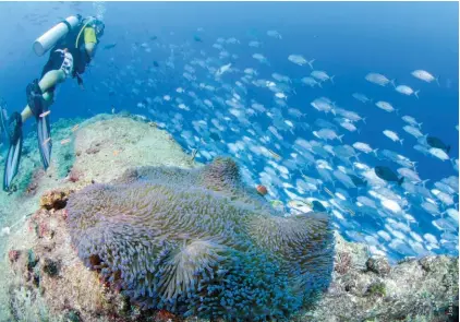  ??  ?? ABOVE A diver is hooked in at Palau’s Blue Corner dive, which makes watching all of the amazing pelagic action less strenuous