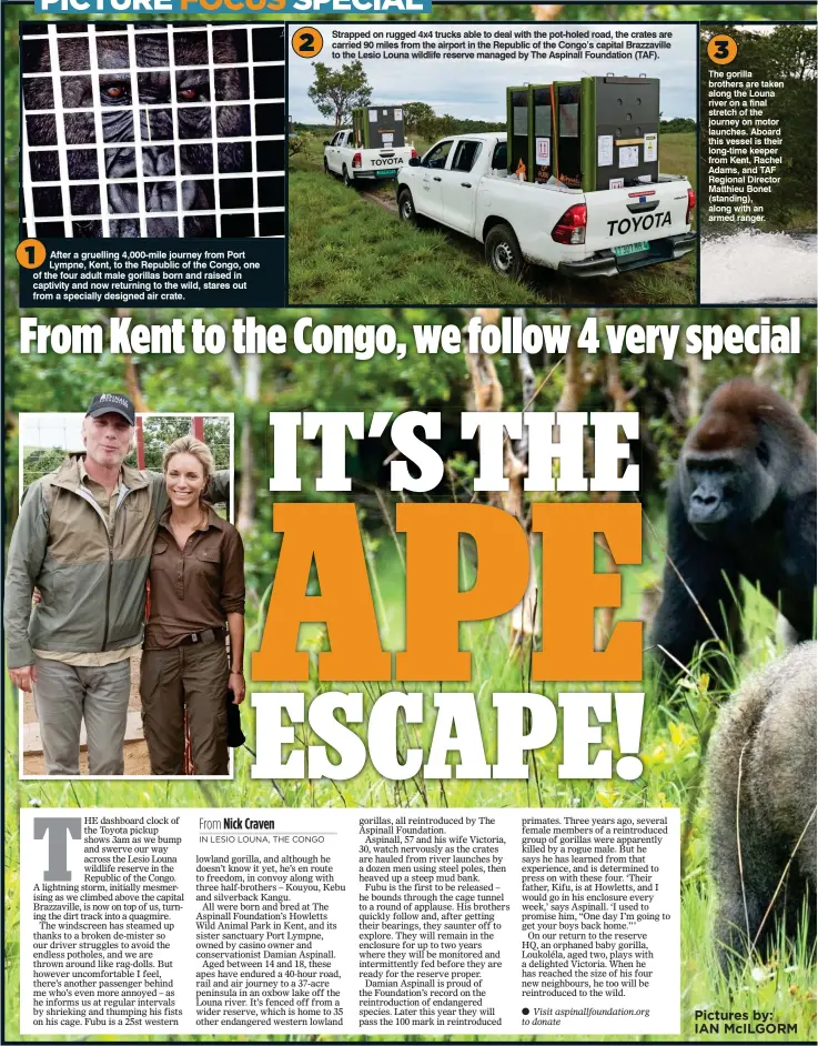  ?? Pictures by: IAN McILGORM ?? 1 After a gruelling 4,000-mile journey from Port Lympne, Kent, to the Republic of the Congo, one of the four adult male gorillas born and raised in captivity and now returning to the wild, stares out from a specially designed air crate. 2 Strapped on...