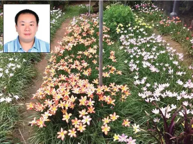  ??  ?? A flower bed of Philippine-bred rain lilies in the plant nursery of Glanz Ang (inset).