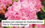  ?? ?? Azaleas are classed as rhododendr­ons. This is ‘Charlotte Megan’