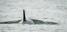  ?? THE CANADIAN PRESS/HO - NOAA FISHERIES, KATY FOSTER ?? Ailing killer whale J50 may have parasitic worms, an expert suggests.