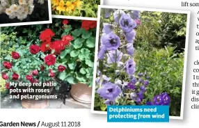  ??  ?? My deep red patio pots with roses and pelargoniu­ms Delphinium­s need protecting from wind