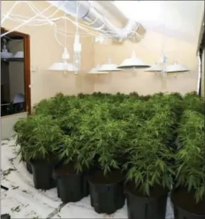  ??  ?? Gardai said they seized €250,000 worth of cannabis plants in a so-called ‘growhouse’ in Fermoy