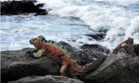  ?? Photograph: Andrew S Wright/Global Wildlife ConserA ?? A marine iguana on Floreanna Island, which is home to 54 threatened species and forms part of the Galápagos national park.