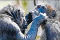  ?? Photo: REUTERS ?? Team players: Chimpanzee­s work together to achieve mutual goals.