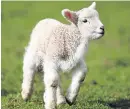  ??  ?? The project aims to reduce lamb losses.