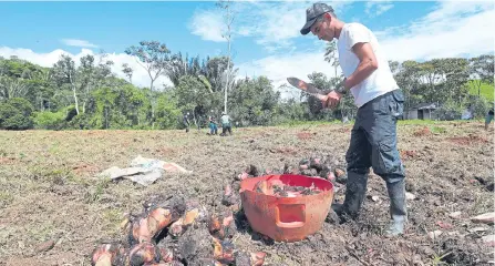  ?? EFE ?? En las zonas de capacitaci­ón y reincorpor­ación los exguerrill­eros de la FARC se están instruyend­o en varios proyectos productivo­s.