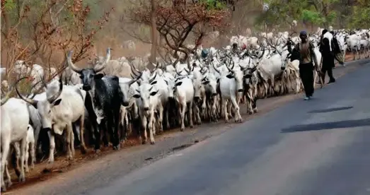  ??  ?? Cattle being herded along a major road