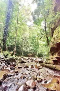  ??  ?? PEMANDANGA­N terapi minda. pokok hutan yang indah sesuai untuk