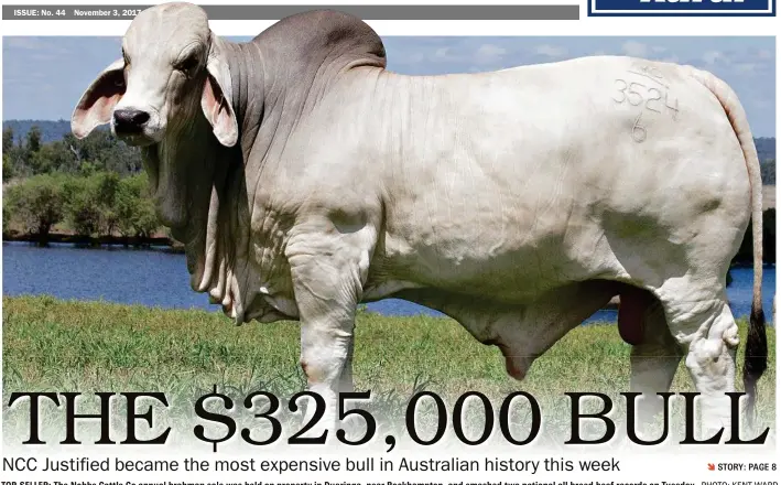  ?? PHOTO: KENT WARD ?? TOP-SELLER: The Nobbs Cattle Co annual brahman sale was held on property in Duaringa, near Rockhampto­n, and smashed two national all breed beef records on Tuesday.