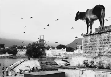  ?? PHOTO: REUTERS ?? A cow stands outside a temple at a lake in Pushkar, Rajasthan