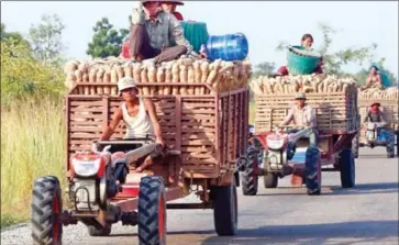  ?? CHIVOAN HENG ?? Farmers transport their freshly harvested cassava along a road in Banteay Meanchey province last year.