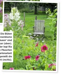  ??  ?? FILIGRAN Die Blüten der Spinnenblu­me ‘Cherry Queen’ sind sogar essbar (oben). OASE Hier legt Ria gerne ein Päuschen von der Gartenarbe­it ein und genießt die Blütenprac­ht (rechts).