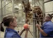  ?? ?? Columbus Zoo and Aquarium keepers Sheri Smith, left, distracts “Lance” a giraffe, while Scott Shelley, right, draws blood at the zoo, in Columbus, Ohio.