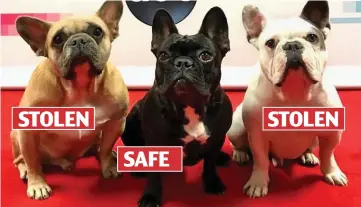  ??  ?? STOLEN
SAFE
STOLEN
Expensive breed: From left, Koji, Miss Asia and Gustav at the American Music Awards