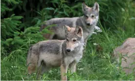  ?? ?? Wolf pups in Minnesota. Two pups from the Greater Vancouver Zoo were found after four days on the loose. Photograph: All Canada Photos/Alamy