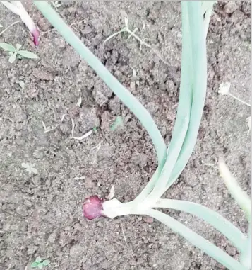  ??  ?? Onions in the ground