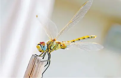  ?? Picture: AFP ?? A Southern Darter dragonfly in the Israeli Mediterran­ean coastal city of Netanya yesterday .